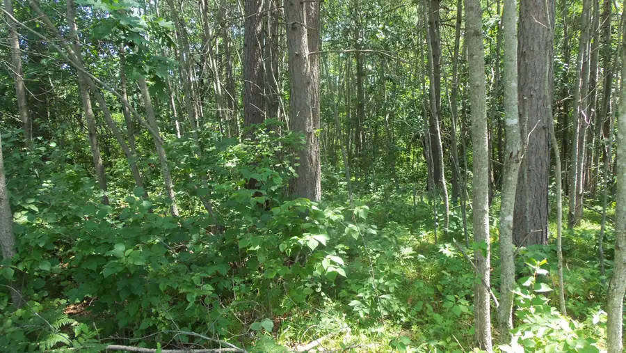 Lot 6 Birch Tree Trl, Spooner, WI 54801 - #3