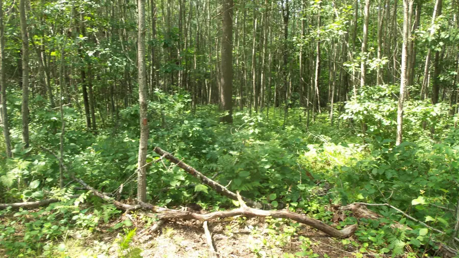 Lot 7 Birch Tree Trl, Spooner, WI 54801 - #2