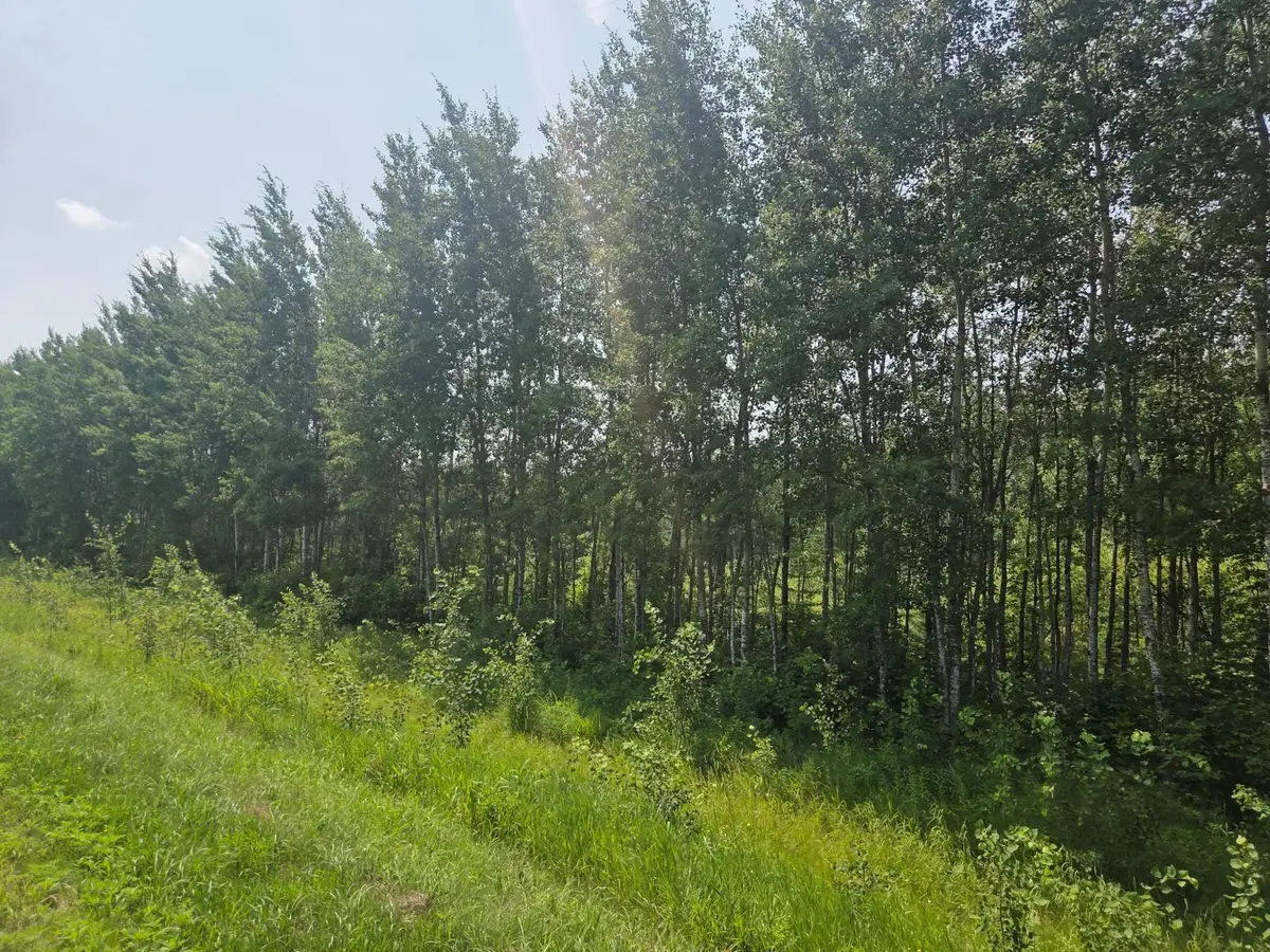 County  Road 53 E County Road 53, Mizpah, MN 56660 - #1