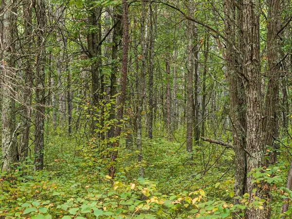 Lot F Sandbar Lane, Merrifield, MN 56465