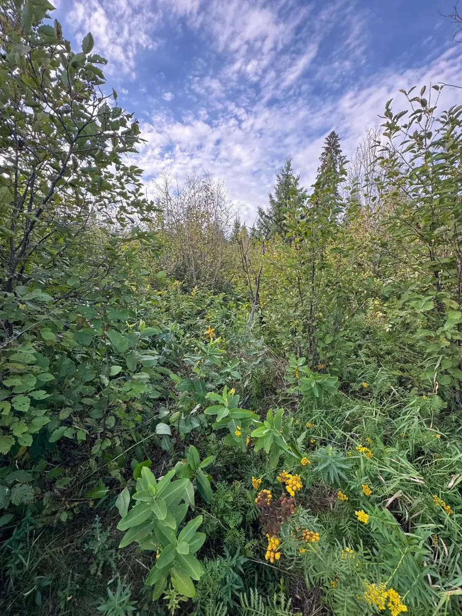TBD Gull Lake Loop Road, Hines, MN 56647 - #3