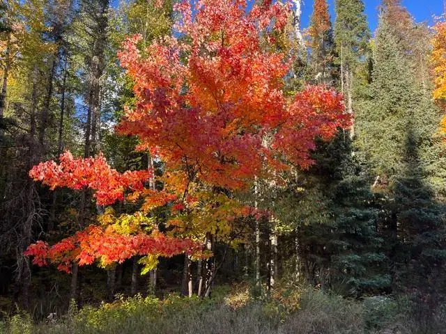 TBD S Loon Lake Rd., Aurora, MN 55705 - #2