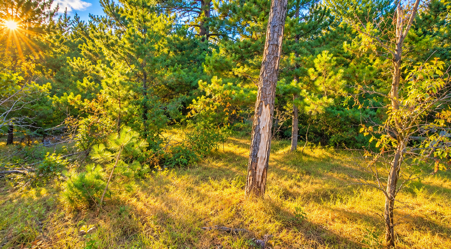 TBD Sioux Lane, New Lisbon, WI 53950 - #2