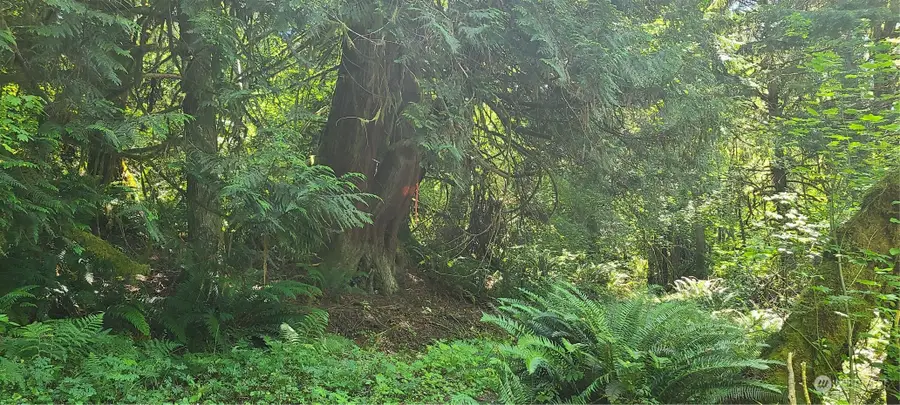 999999 Sr Hwy 101, Quilcene, WA 98376 - Image #3