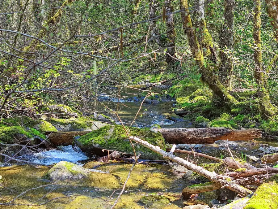 51 Foster Road, Carson, WA 98610 - Image #3