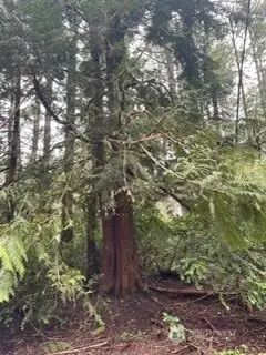 11307 114th Street Ct #120, Anderson Island, WA 98303 - Image #2