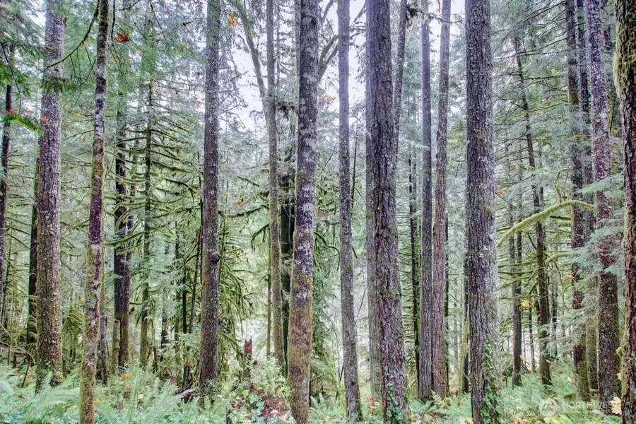 183 Big River Boulevard E, Deming, WA 98244 - Image #2