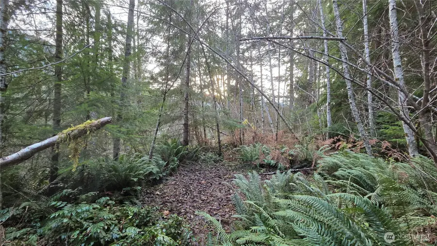 0 Kautz Place, Ashford, WA 98304 - Image #3