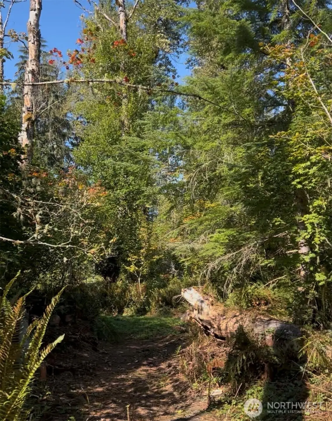 0 Cascade Lane, Eatonville, WA 98328 - Image #1