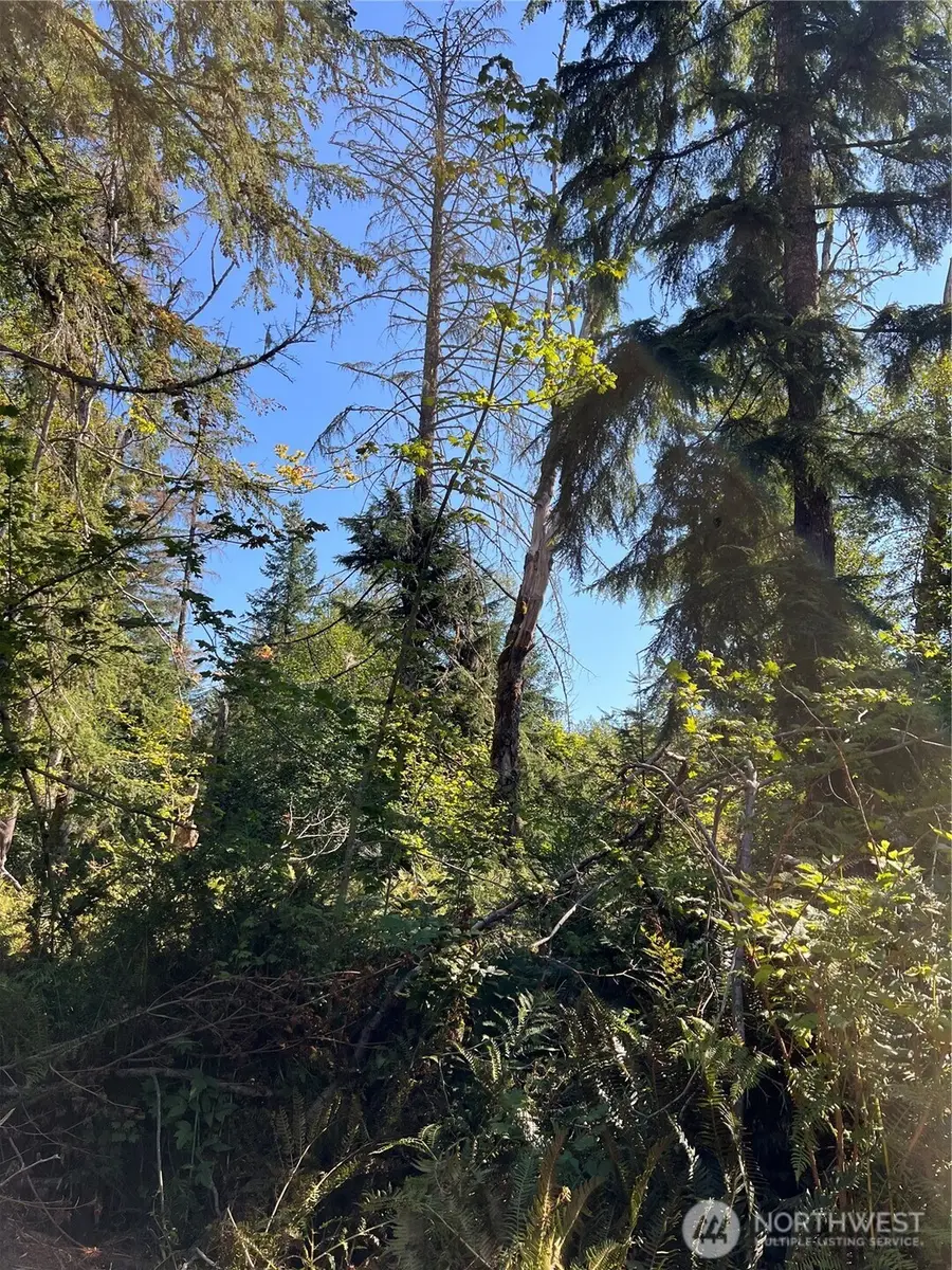 0 Cascade Lane, Eatonville, WA 98328 - Image #3