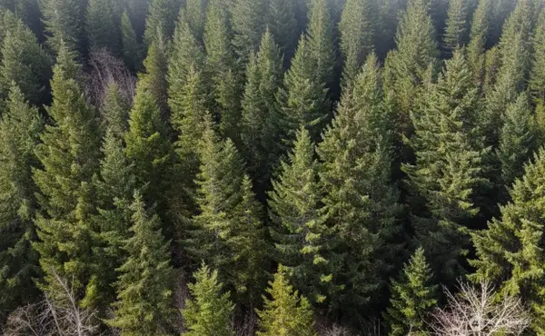 730 NE Black Bear Road, Belfair, WA 98528