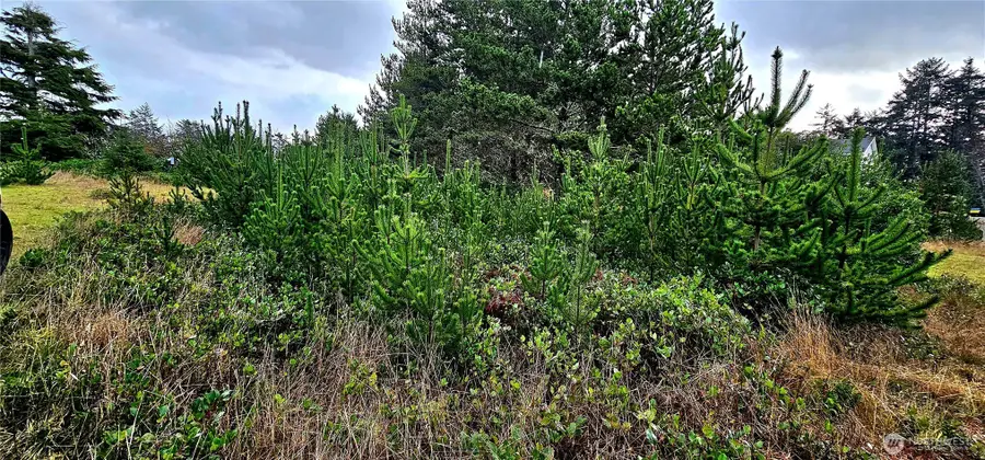 30514 K Place, Ocean Park, WA 98640 - #3