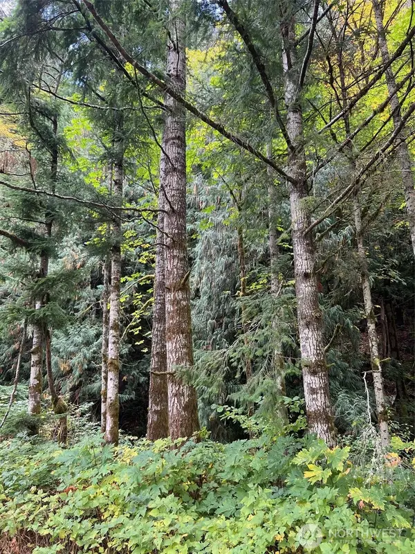 0 Us Hwy 12 #8, White Pass, WA 98377