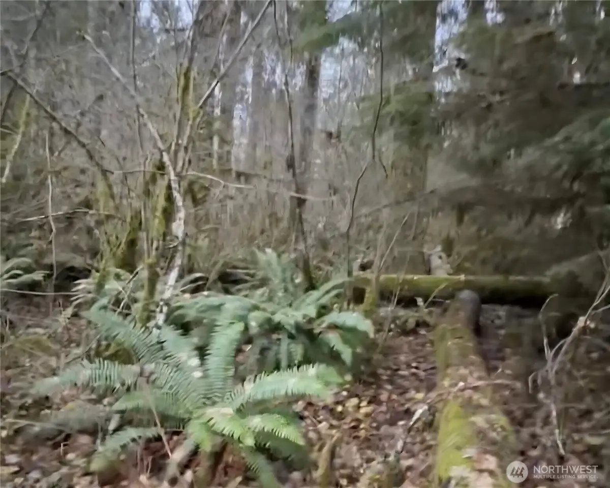 31518 557th Street Ct, Ashford, WA 98304 - #1