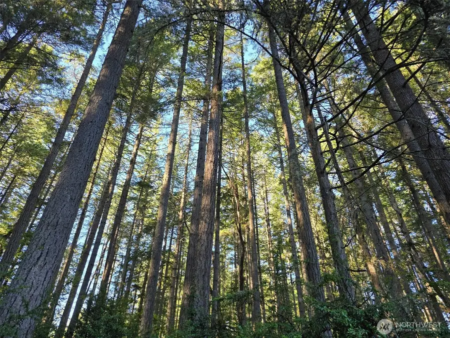 11624 Mill Place, Anderson Island, WA 98303 - #2