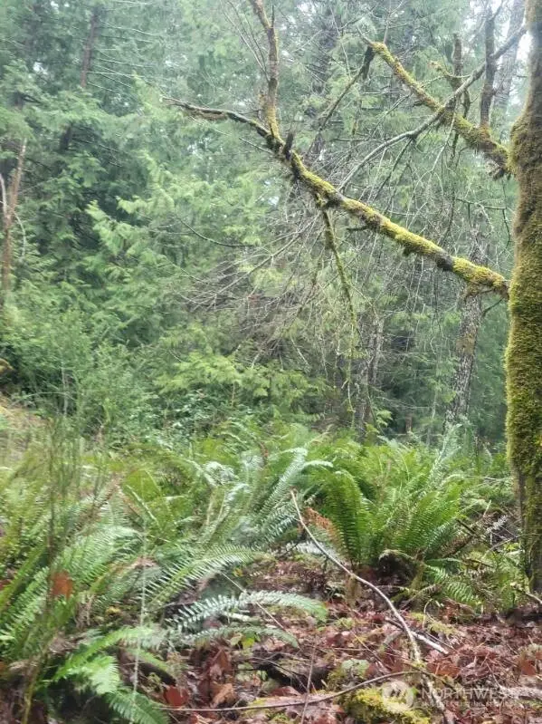 1 Gd 2048 Rd #1, Union, WA 98592 - #1