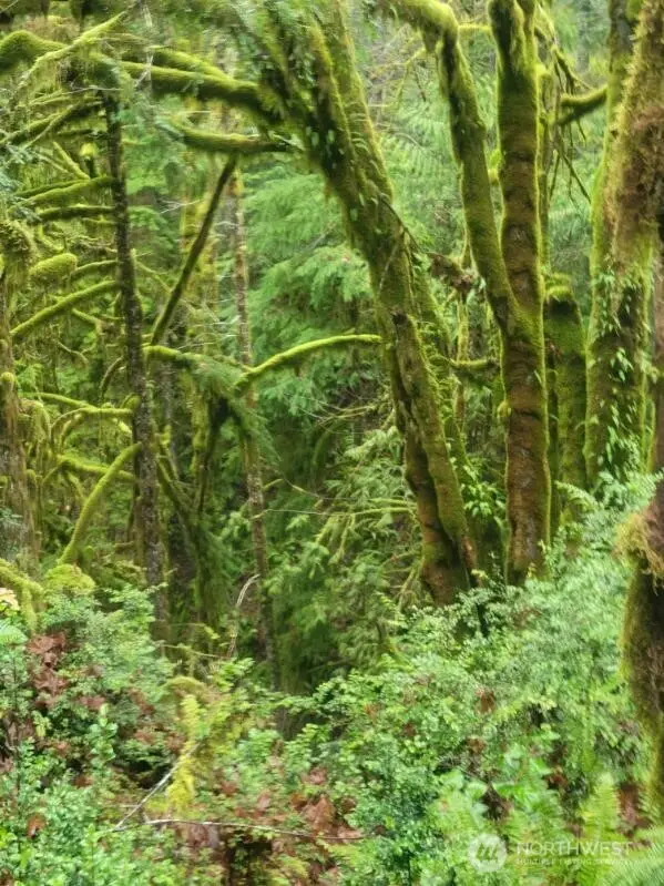 1 Gd 2048 Rd #1, Union, WA 98592 - #3