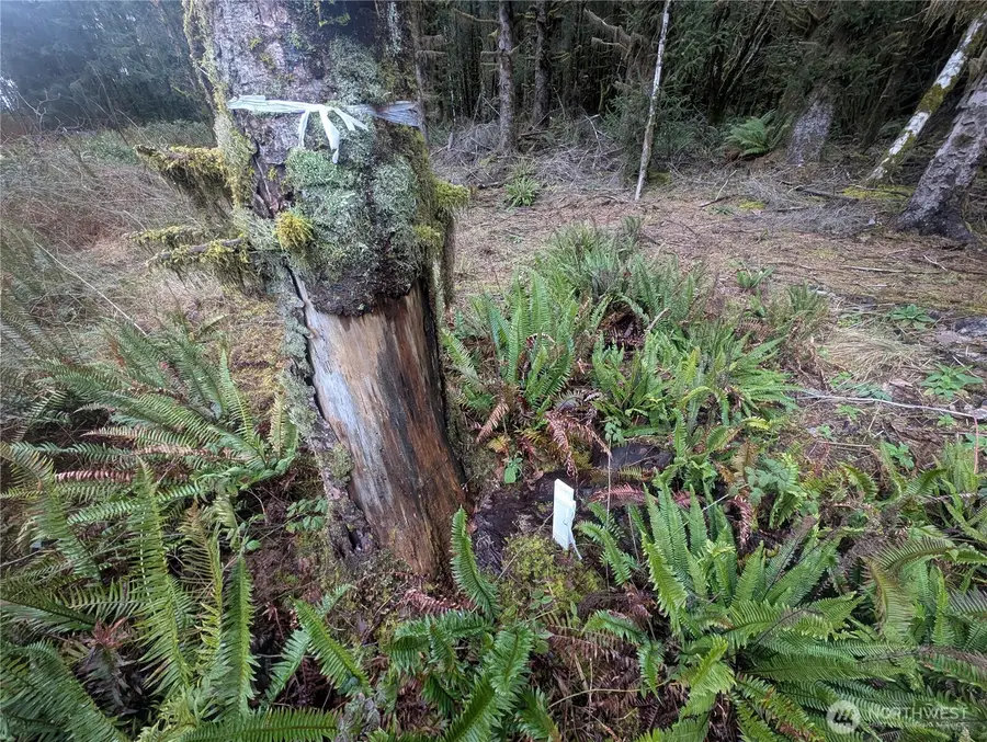 9991 Quillayute Road, Forks, WA 98331 - #3