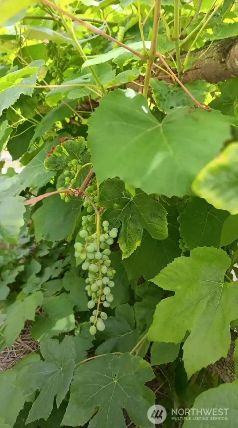 47367 State Route 20, Concrete, WA 98237 - #2