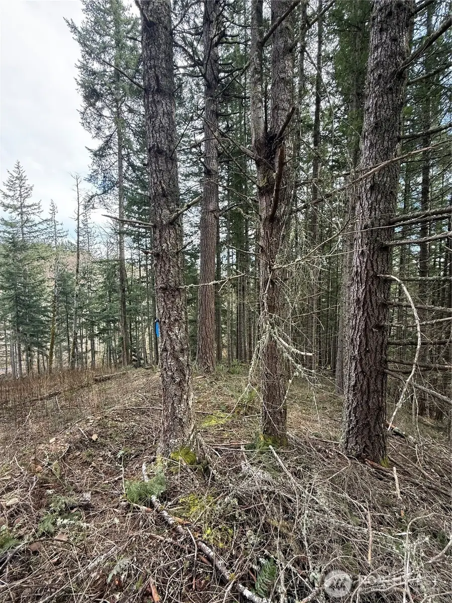 53007 128th Avenue E, Eatonville, WA 98328 - #2