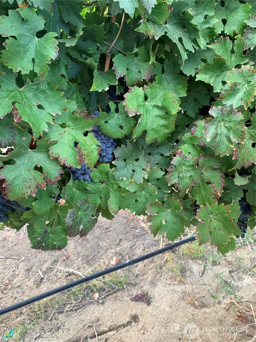 0 Rd 27 Sw, Mattawa, WA 99349 - #2