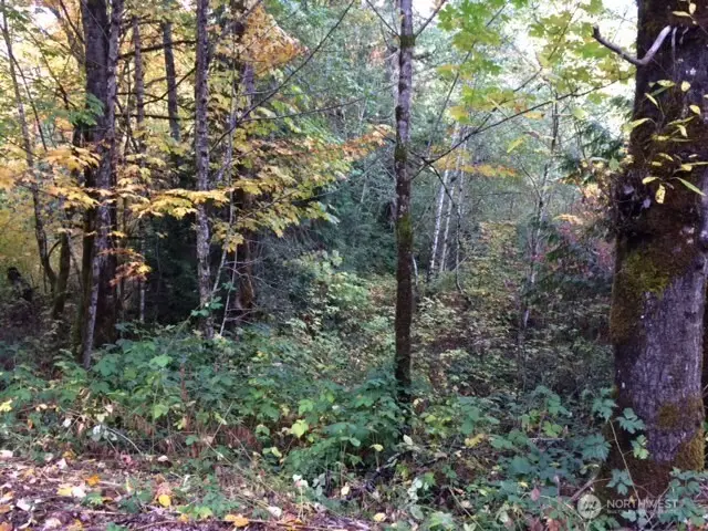 25116 SE 146th Street #143, Issaquah, WA 98027 - #1