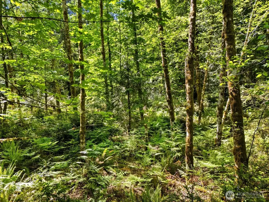0 E Jared Road #TR 15 of SU 1/208, Shelton, WA 98584 - #2