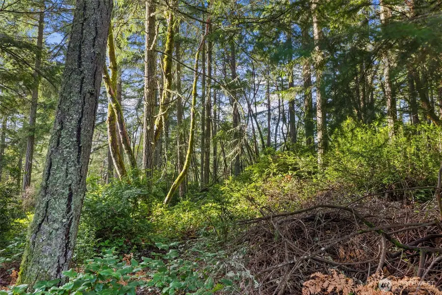 10510 Olympic Place, Anderson Island, WA 98303 - #3