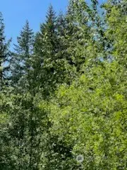 0 Lilly Road Ne, Olympia, WA 98506