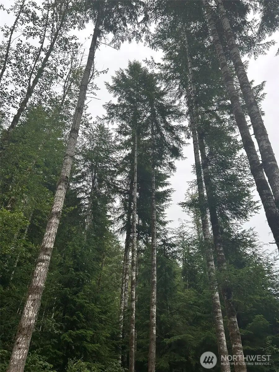 99 Highway 101, Amanda Park, WA 98526 - #3