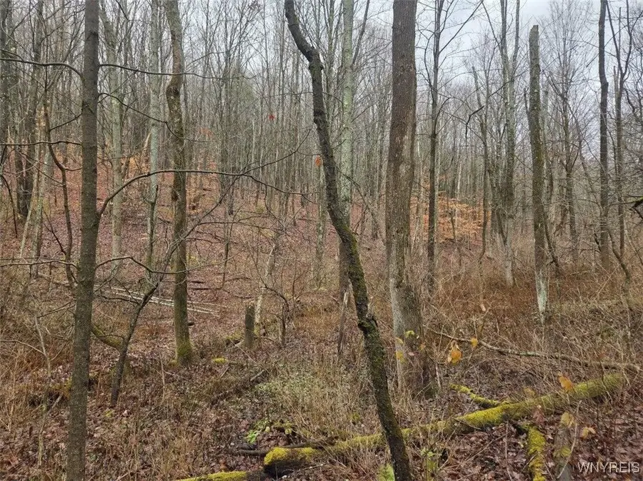 Beech Tree Road, West Valley, NY 14171 - Image #2