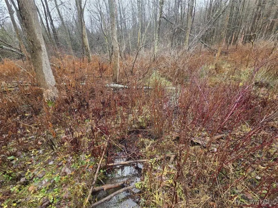 Beech Tree Road, West Valley, NY 14171 - Image #3