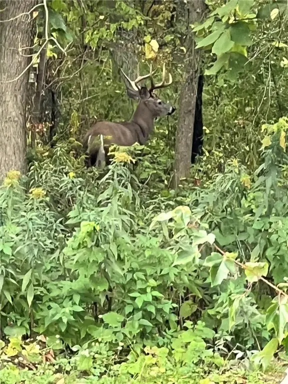 Steege Hill Road, Corning, NY 14830 - Image #3