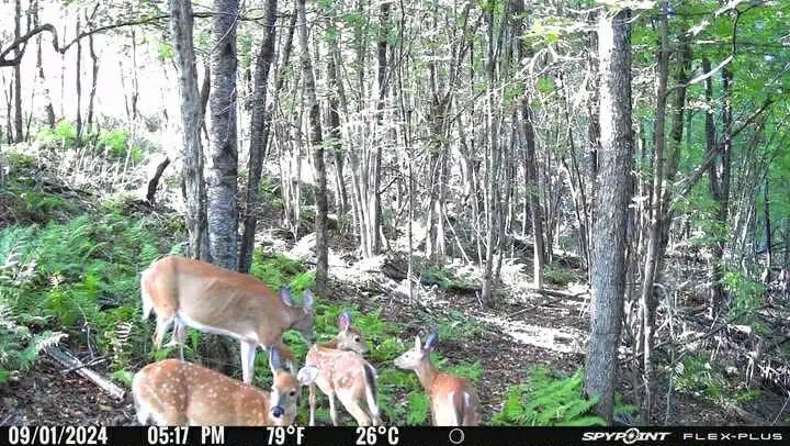 Big Hollow Road, Deposit, NY 13754 - Image #3