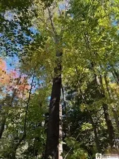 2552 Butts Road, Ashville, NY 14710 - #3