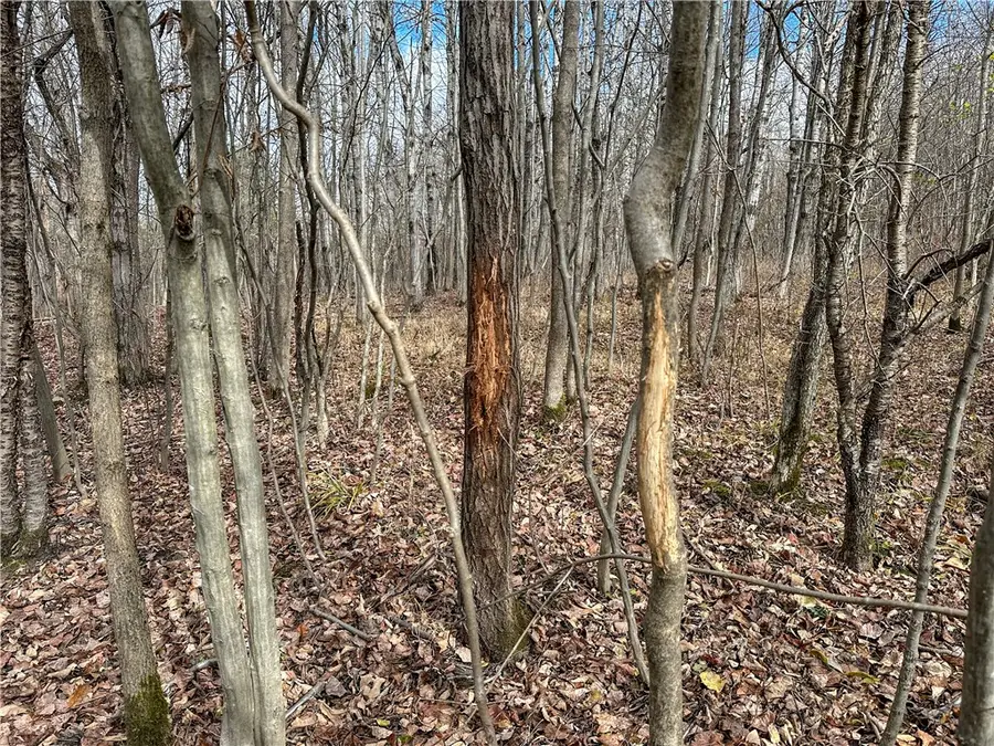 Trapping Brook Road, Wellsville, NY 14895 - #2