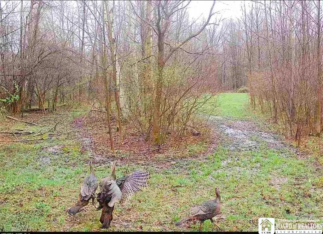 Route 430, Findley Lake, NY 14736 - #1