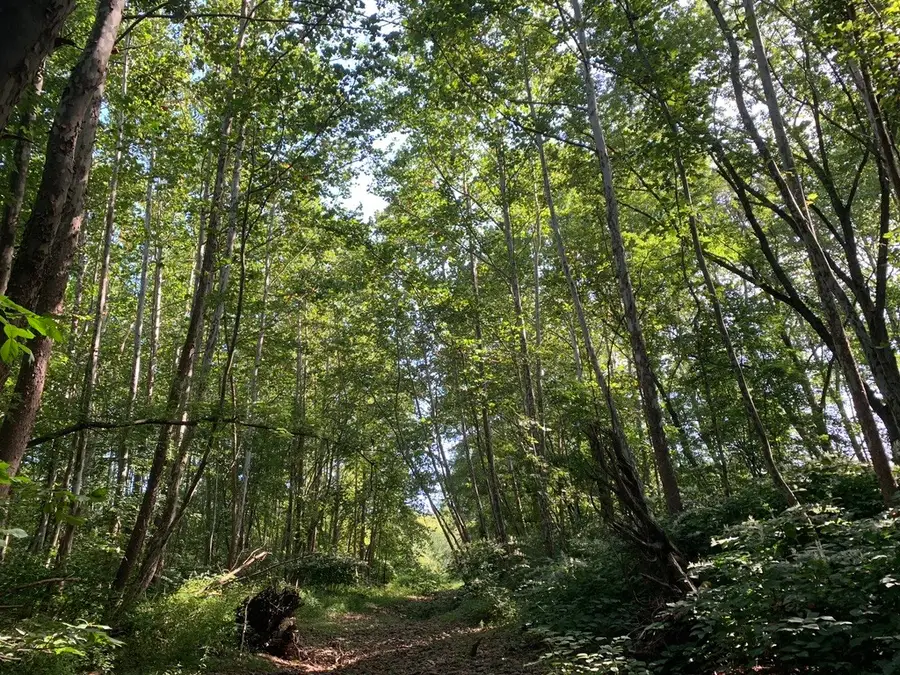 State Highway 23, Oneonta, NY 13820 - #3
