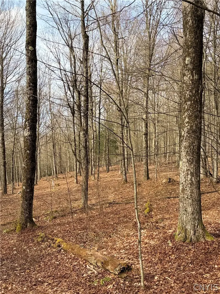 Solitude Forest Drive, Pitcher, NY 13136 - #2