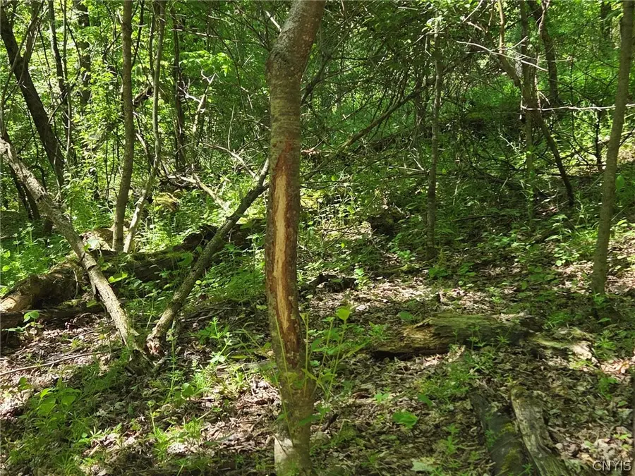Nys Route 446, Cuba, NY 14727 - #3