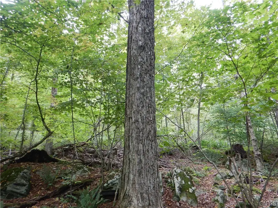 Houck Mountain, Walton, NY 13856 - #3