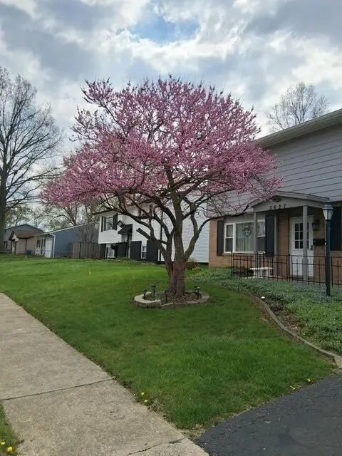 3627 Manila Drive, Westerville, OH 43081 - Image #3