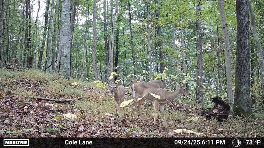 4655 Grassy Fork Road, Mifflin Twp, OH 45660 - Image #3