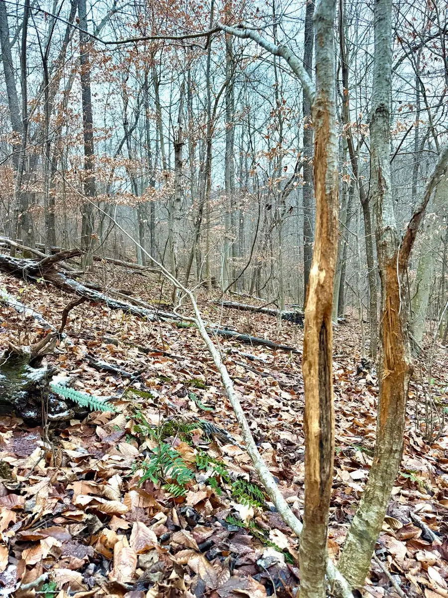 0 Golley, Otway, OH 45657 - Image #2