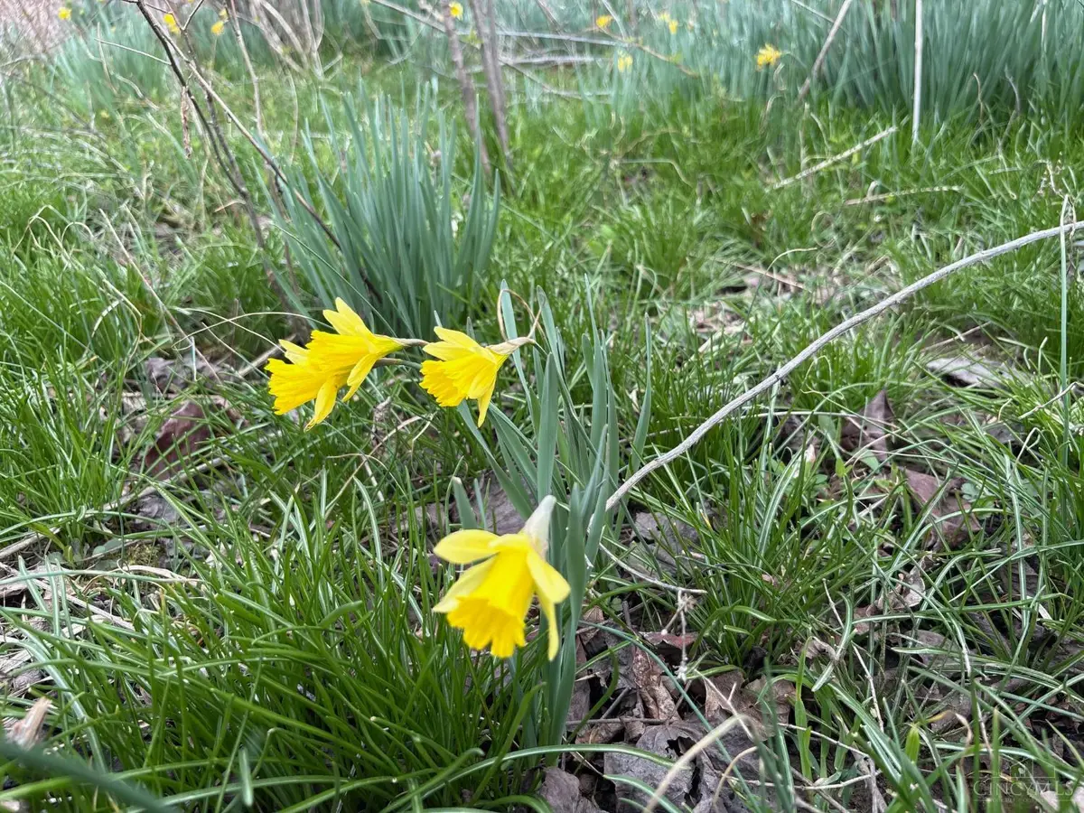 0 Township Rd 319, Willow Wood, OH 45696 - #1