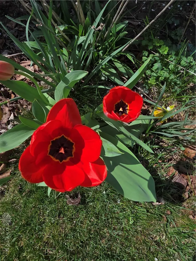 1344 Oaktree Drive, Greenville, OH 45331 - #2