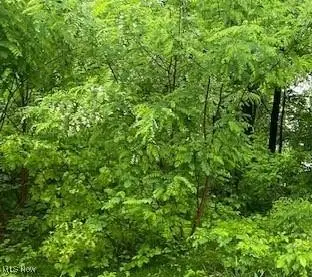 Lundys Lane, Lake Milton, OH 44429 - Image #3