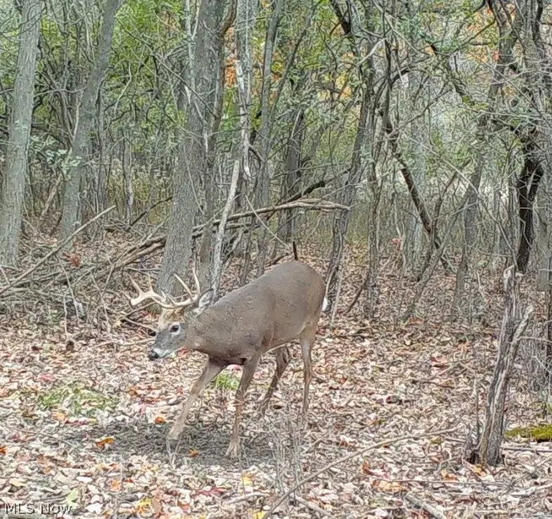 E 23rd Street, Ashtabula, OH 44004 - #2