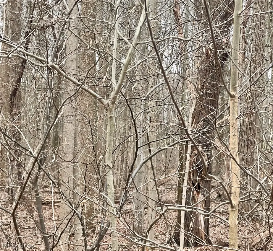 Maple Avenue, Boardman, OH 44512 - #1