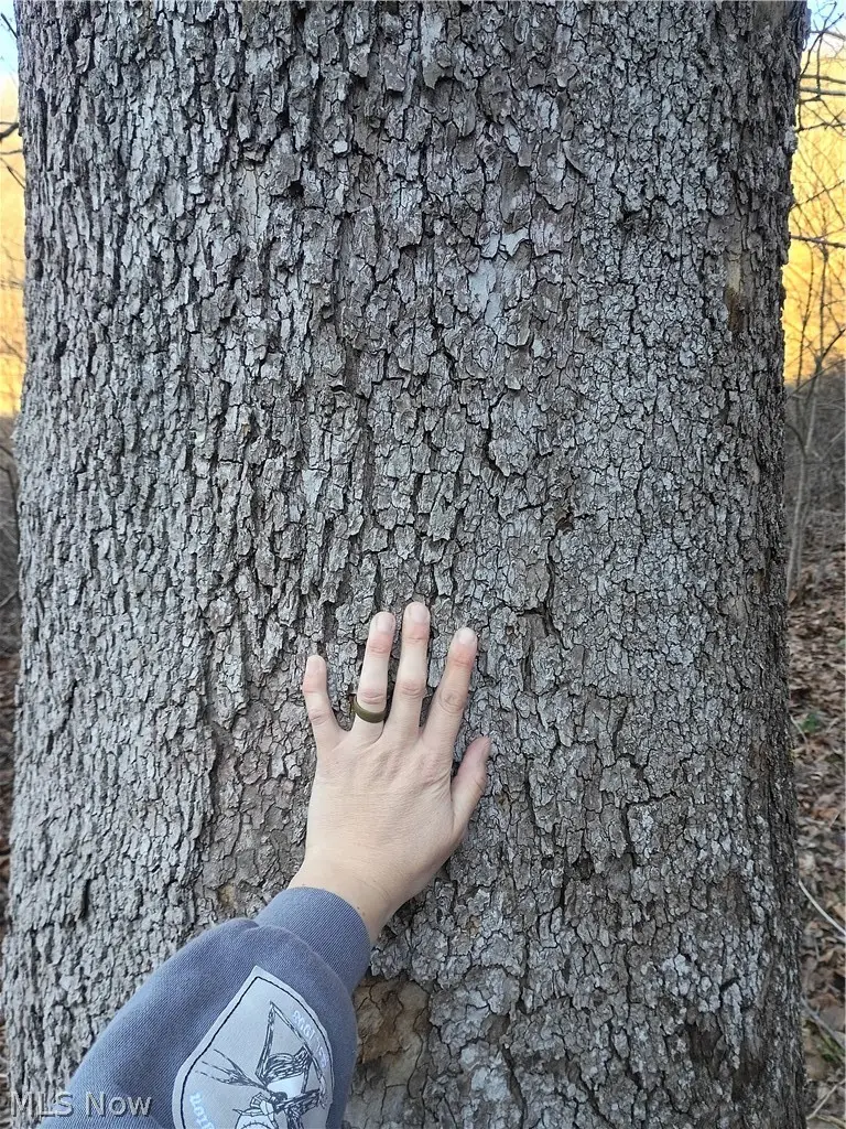 Mountaineer Highway, Littleton, WV 26581 - #2